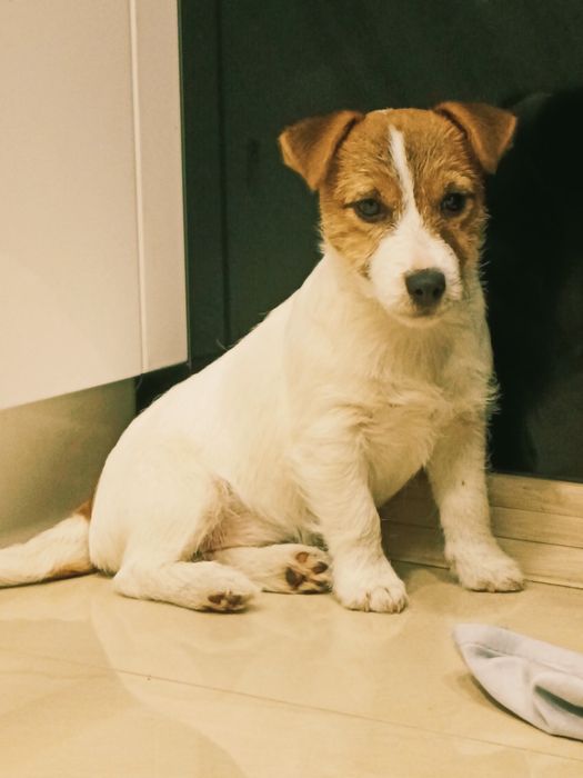 Jack Russell Terrier suczka
