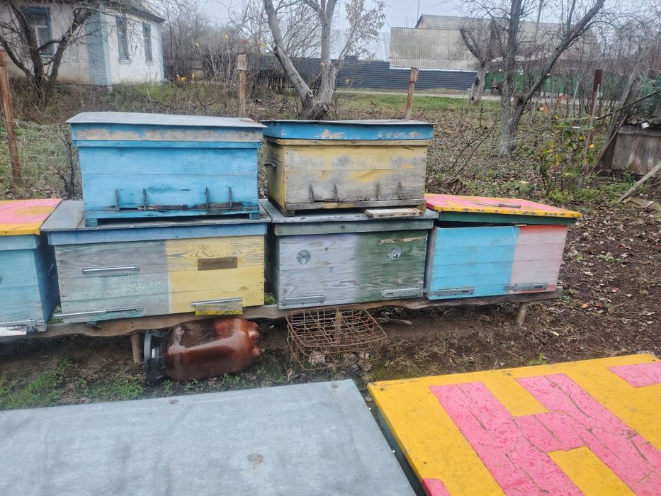 Вулики лижаки і багато корпусні