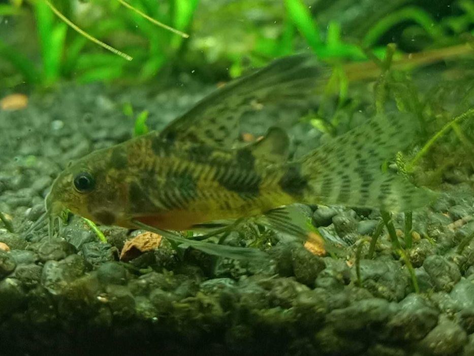Molinezje/mieczyki/kiryski