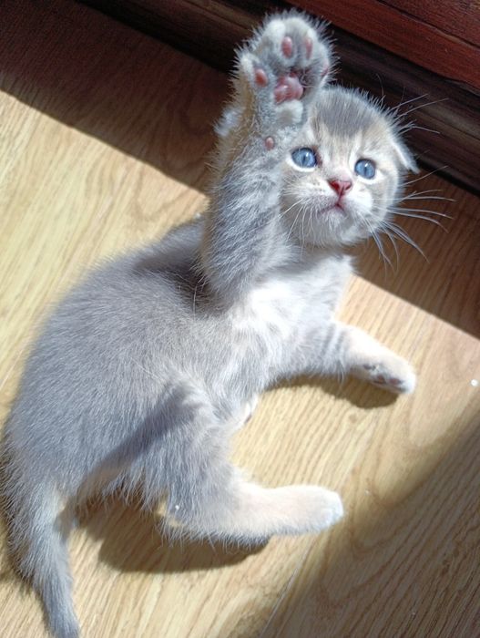 Ексклюзивне шотландське висловухе кошеня — Блакитне Золото!