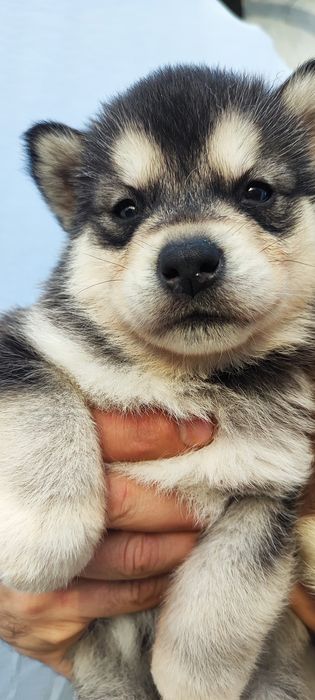 Симпатичні , породні