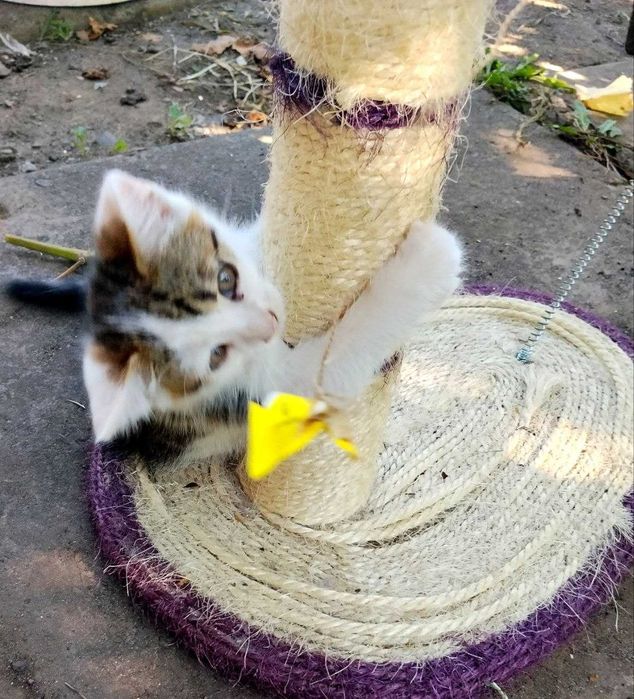 Котик 4 месяца ищет семью