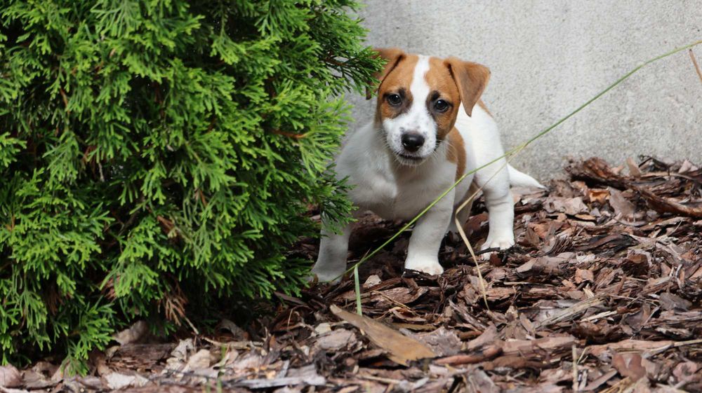 Wspaniały Piesek HEX - Jack Russell Terrier z hodowli "BREFIO"-do odbioru