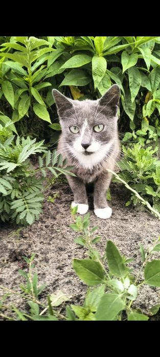 Стерилізована кішечка в добрі руки