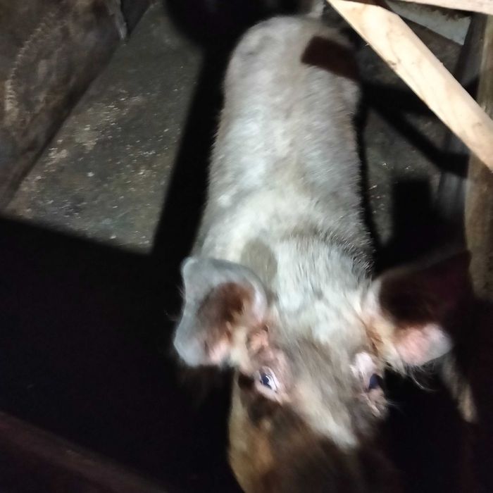 Leitões 30 kg pietran x duroc