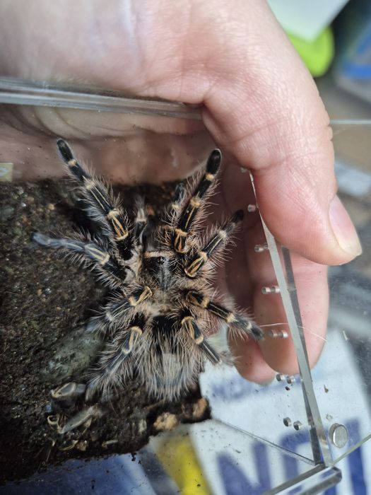 Ptaszniki rozne gatunki