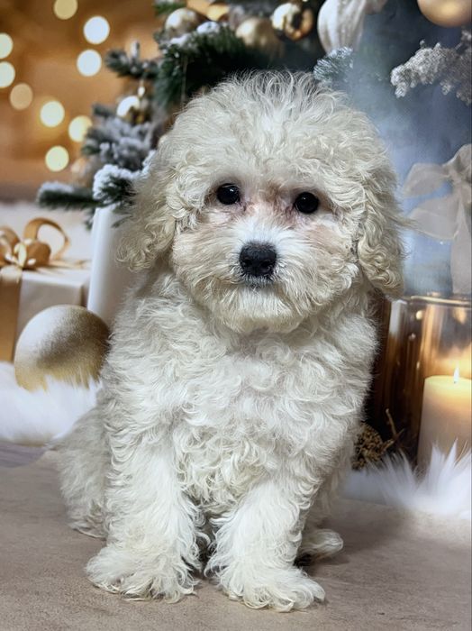 Мальтипу дівчинка . Той пудель