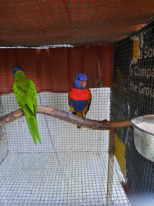 Lóris-molucano SF Fêmea