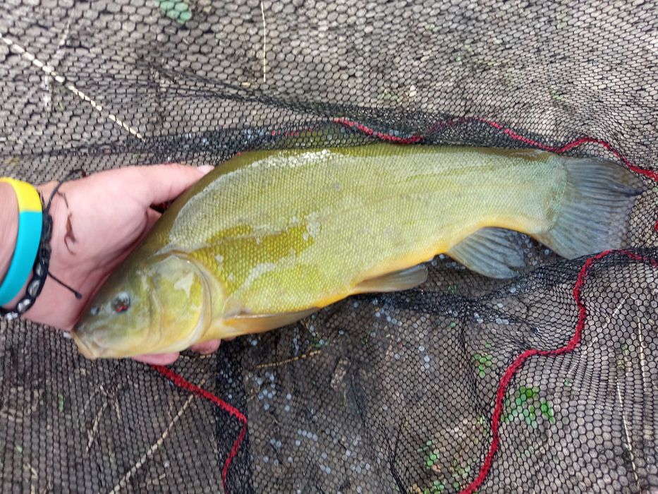 ЛИН малі та великі особини...