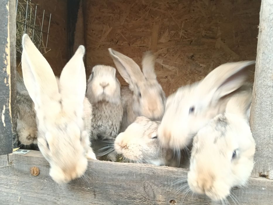 Młode króliki bure