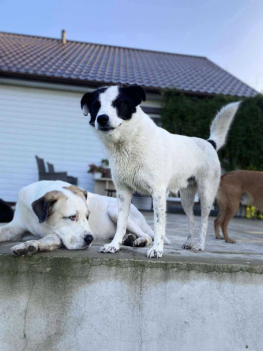 Toniek- wesoły, radosny psiak szuka domu. Do adopcji