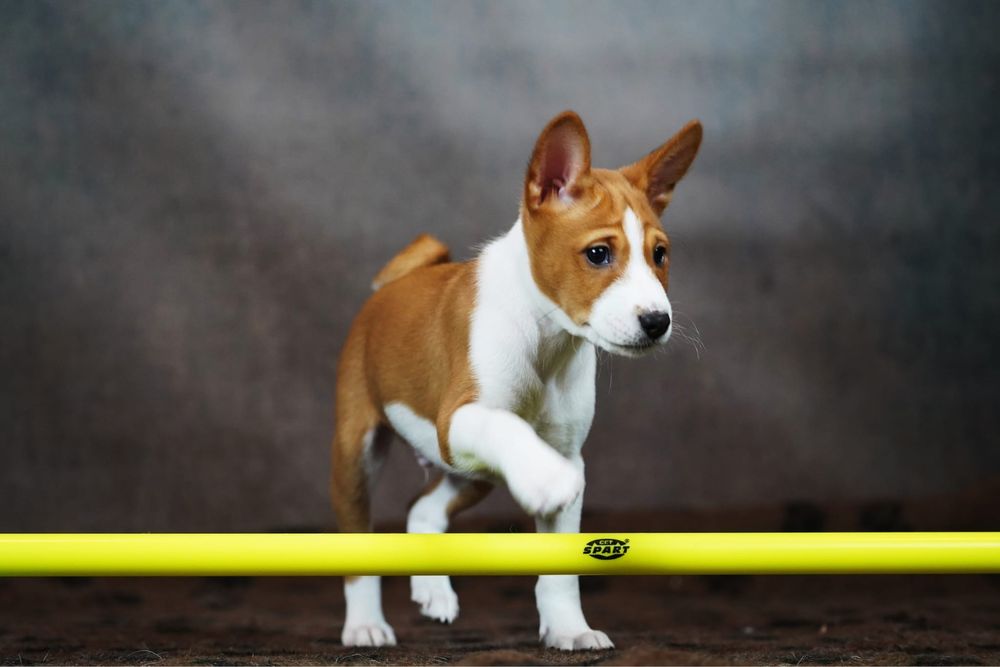 Piesek basenji ze Szczecina