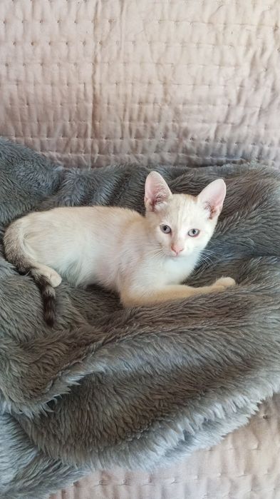 Gatinha de 3 meses para adoção responsável