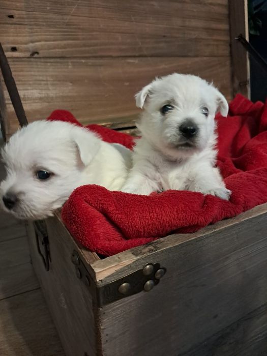 West highland white terrier-rezerwacja