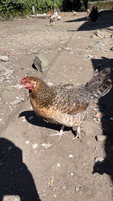 Galinhas criadas em Quinta