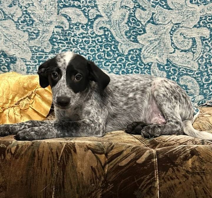 Кокер спаниель ( метиз)