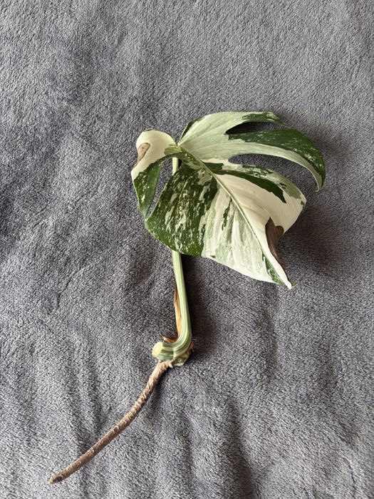 Monstera Variegata
