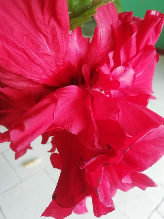 Китайская Роза (Гибискус)!