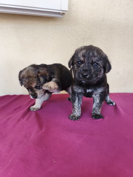 Casal de cães bebés para adoção