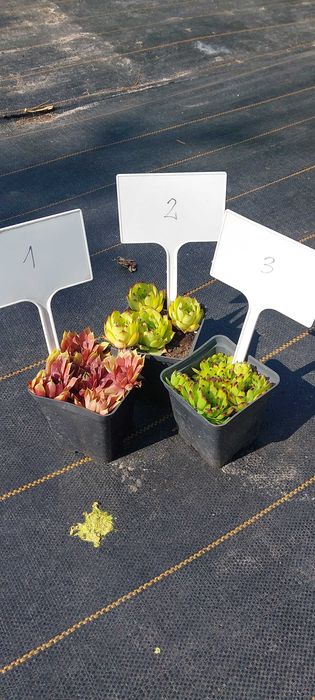 Rojniki i rozchodniki