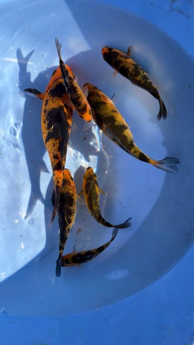 Carpas koi 10 a 12 cm