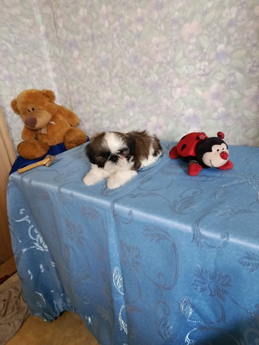 Продаются щенки ши тцу