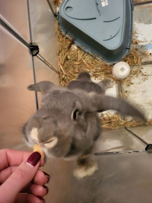 Królik baranek szuka domku