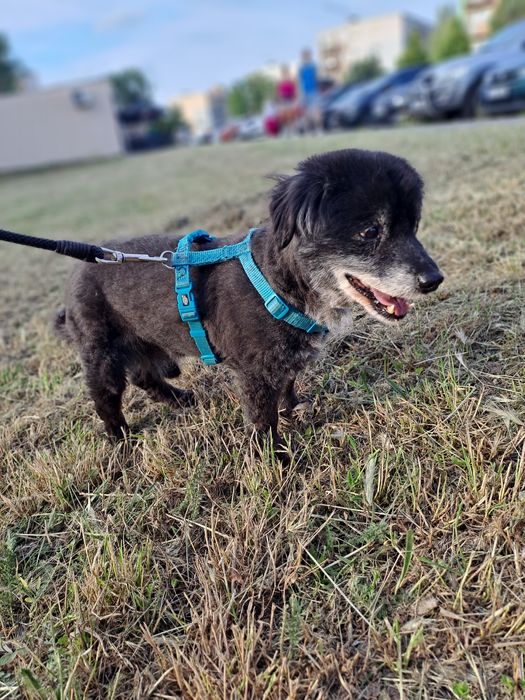 Misiek. 6kg pieska szuka domku