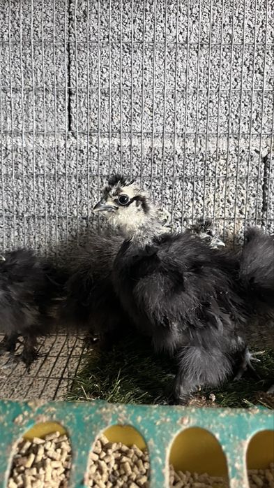 Sedosas do Japao com 2/3 meses