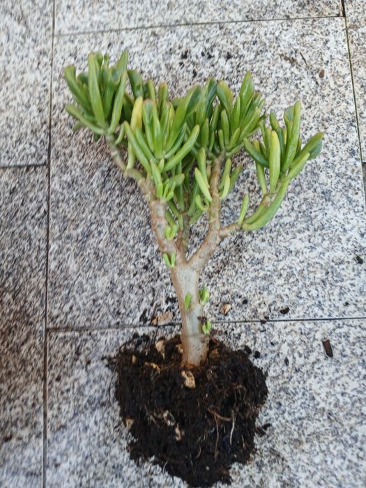 Suculenta orelhas de shreck