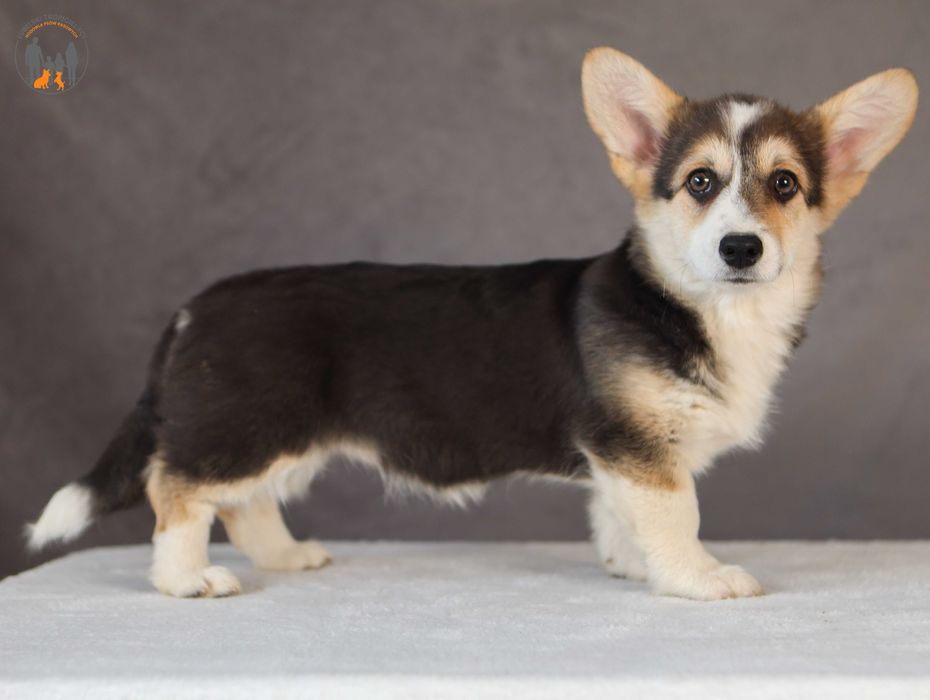 Welsh Corgi Pembroke ZKWP rodzice przebadani na choroby genetyczne