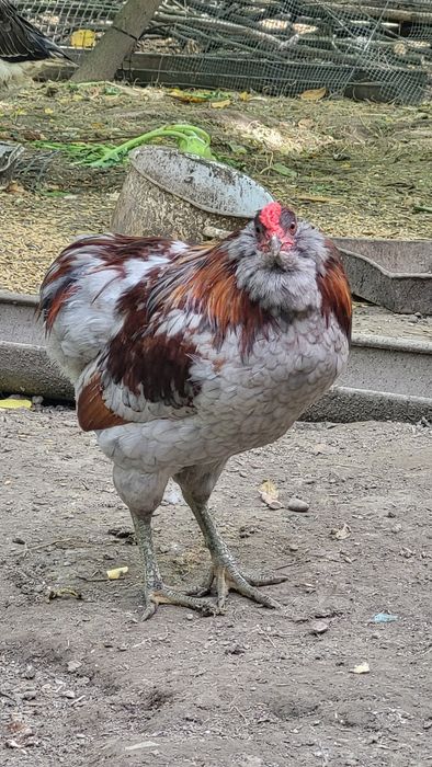 Araucany / Araukany / Bezogoniaste / Duże / Z Wąsami Bakami Pejsami Brodą  ( Koguty ) Młode