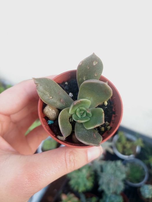 Suculentas 1€ cada