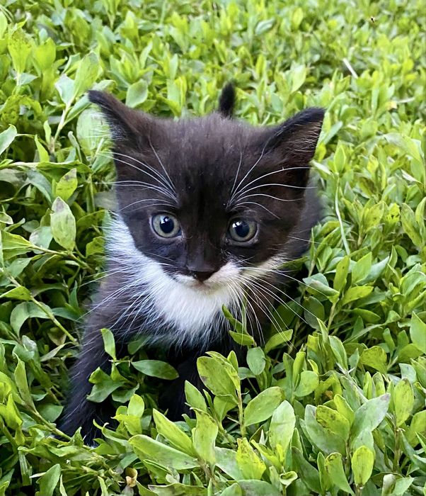 Чудові котики шукають люблячу родину