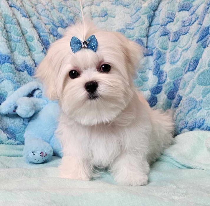 Maltańczyk śliczny piesek FCI.