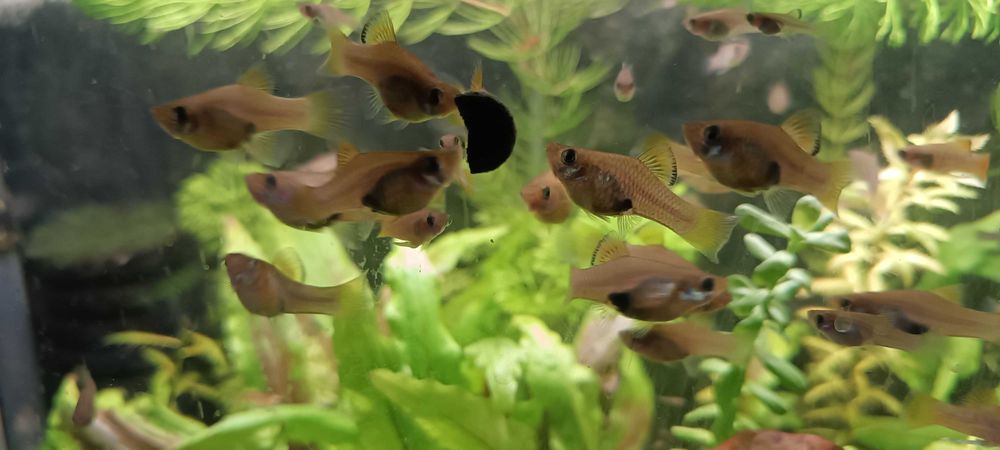 Wesoła wdówka mała żyworódks