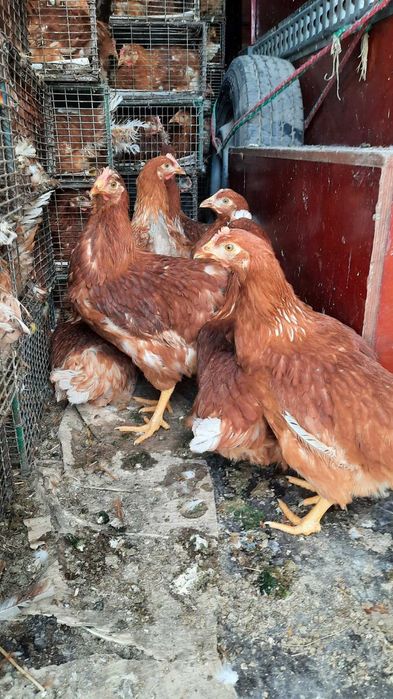 Курочка 5 міс Ломан Браун