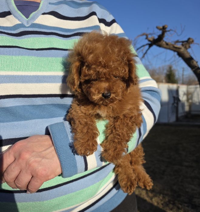 Хлопчики та дівчатка. Чарівні кучеряшки.