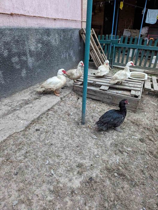 Продам мускатних качок