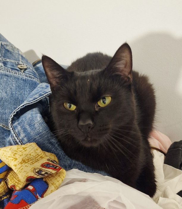 Dostojny kocurek Mandżaro do adopcji