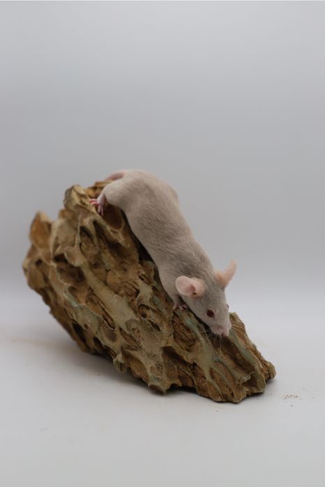 Mysz rasowa, mysz, myszy rasowe, mysz domowa, mysz z rodowodem, myszka