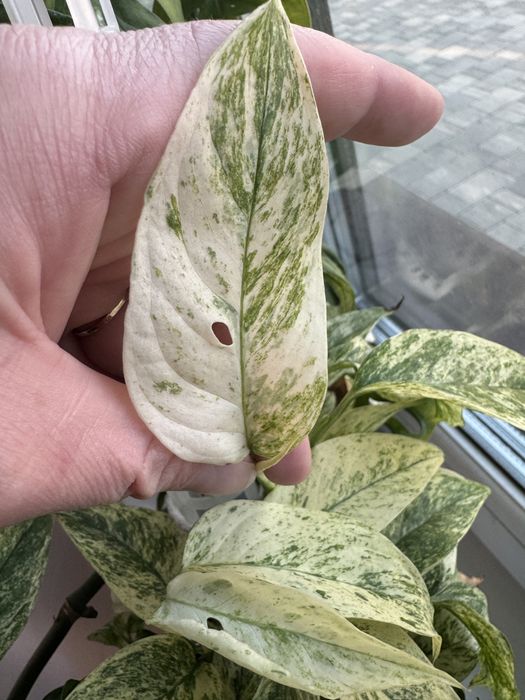 Monstera Laniata Mint