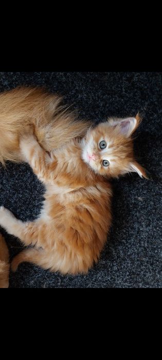 Руді котики мейн куни в Полтаві