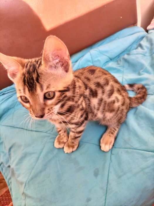 Бенгальские коты