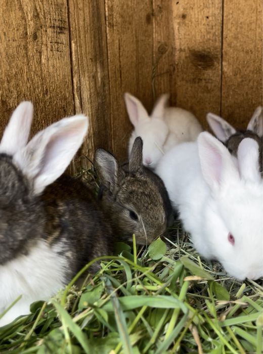Продаю кроликів (живих або на мʼясо)