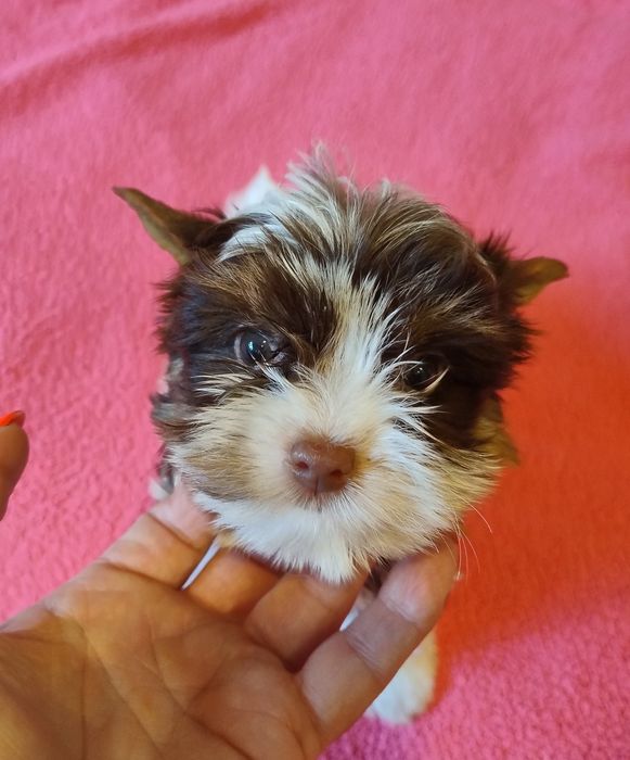 Yorkshire terrier Biro
