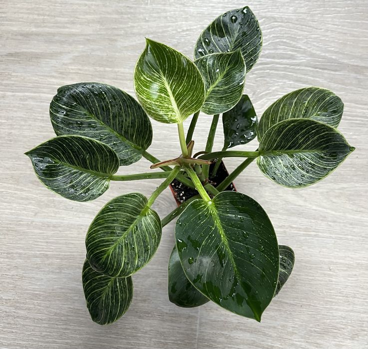 Філодендрон Біркін филодендрон