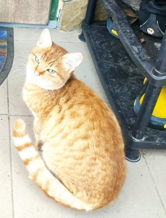 Отдам рыжего котенка, девочка, 5 месяцев