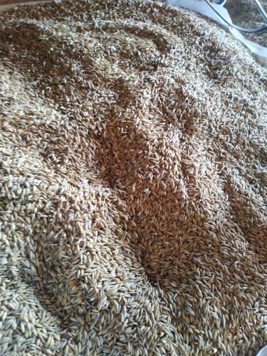 Owies Zbiór 2025. Rok po kwalifikacie.