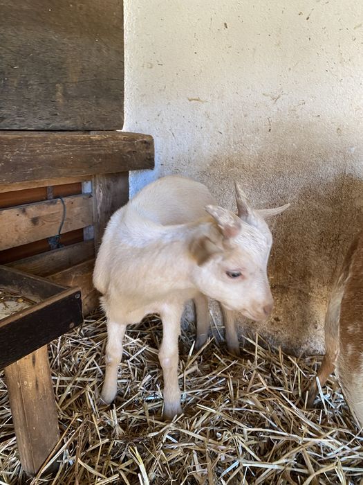 Cabrito raça grande
